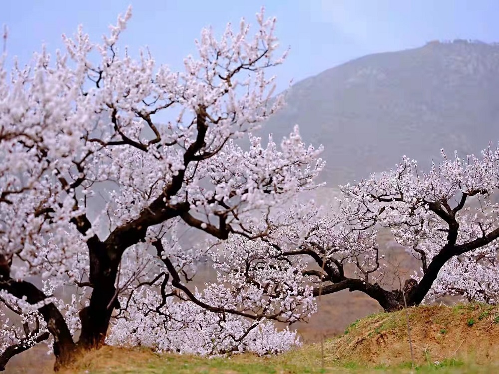 1649642263845301.jpg 2222.jpg